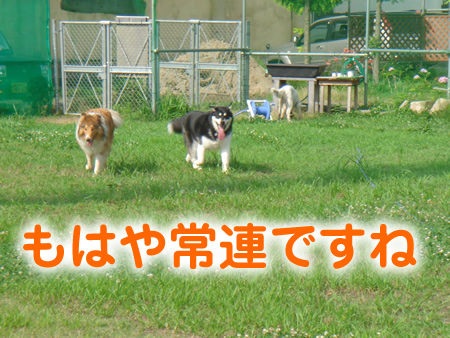 0713-1アラスカンマラミュート.jpg