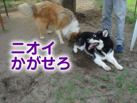 0713-2アラスカンマラミュート.jpg