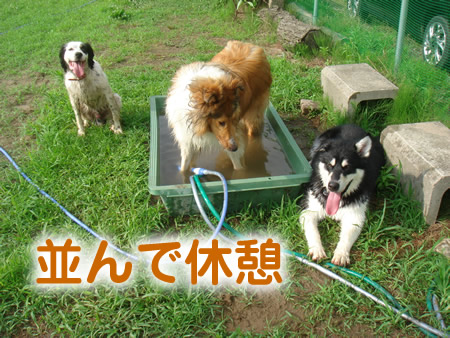 0713-4アラスカンマラミュート.jpg