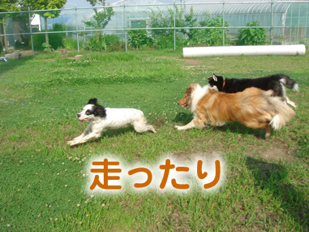 0713-5アラスカンマラミュート.jpg