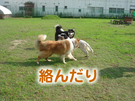 0713-6アラスカンマラミュート.jpg