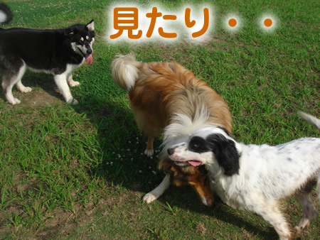 0713-7アラスカンマラミュート.jpg