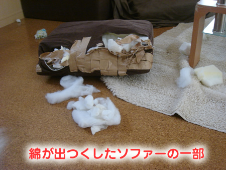 アラスカンマラミュート0910-2.jpg