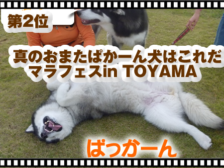 2011アクセスランキング2.jpg