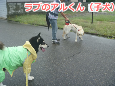 2013カッパ犬04.jpg