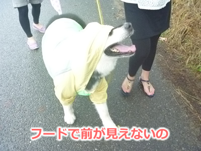 2013カッパ犬13.jpg