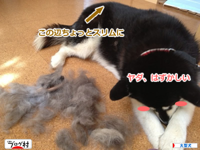 2013ブラッシング10.jpg