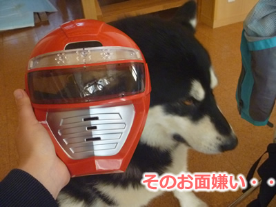 2013ブラッシング11.jpg