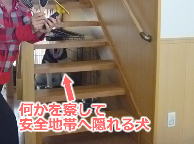 2013ブラッシング3.jpg