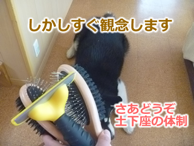 2013ブラッシング4.jpg