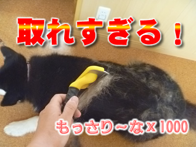 2013ブラッシング7.jpg