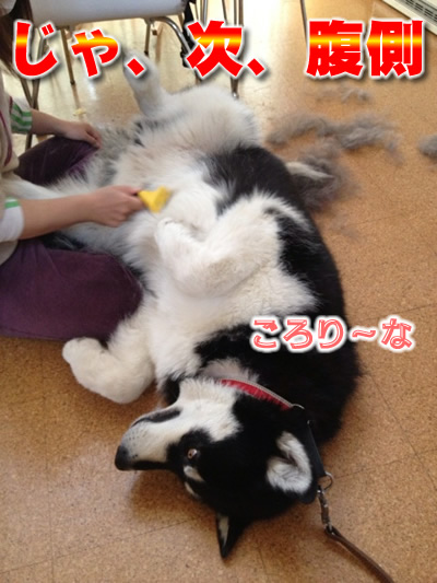 2013ブラッシング8.jpg