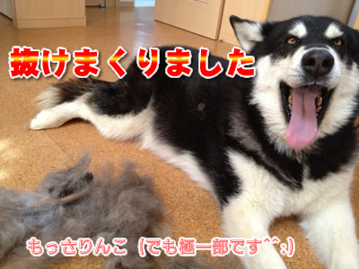 2013ブラッシング9.jpg