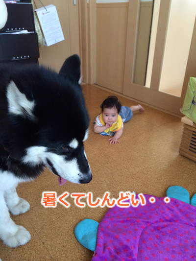 2014暑い03.jpg