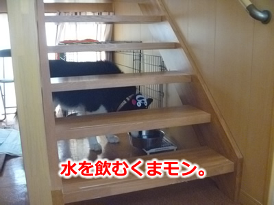 くまもん3.jpg