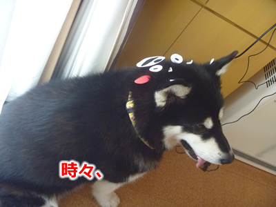 くまもん5.jpg