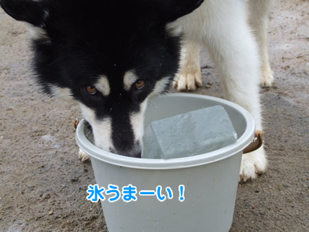 ぐいのみ07.jpg