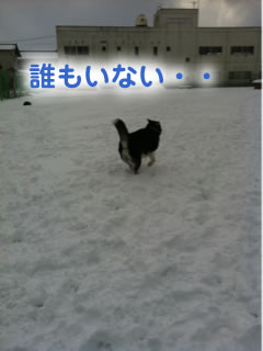 ひとりぼっちのドックラン雪原編01.jpg