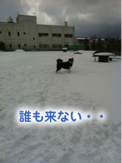 ひとりぼっちのドックラン雪原編02.jpg