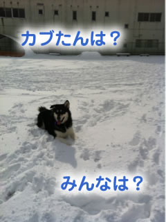 ひとりぼっちのドックラン雪原編03.jpg