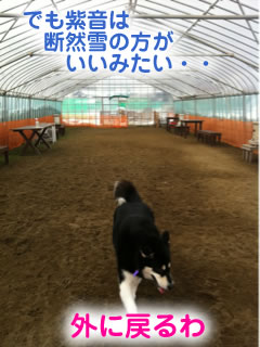 ひとりぼっちのドックラン雪原編09.jpg