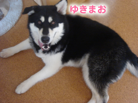 めがね3.jpg