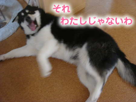 めがね4.jpg