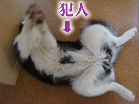 めがね5.jpg