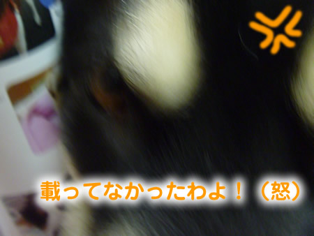 わんこ本07.jpg