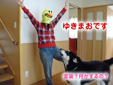 アラスカンマラミュート体重測定01.jpg