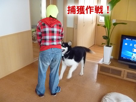 アラスカンマラミュート体重測定03.jpg
