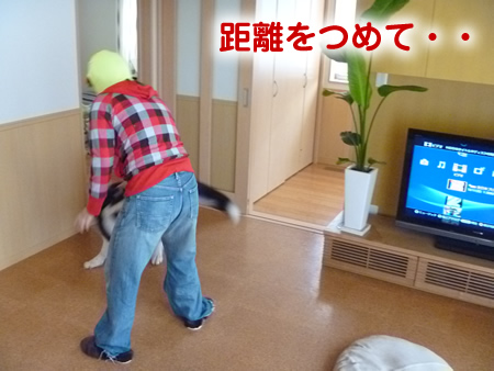 アラスカンマラミュート体重測定04.jpg