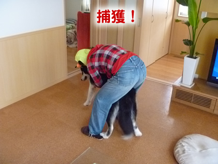 アラスカンマラミュート体重測定05.jpg