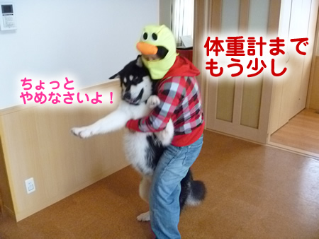 アラスカンマラミュート体重測定06.jpg
