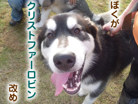 アラスカンマラミュート祭07.jpg