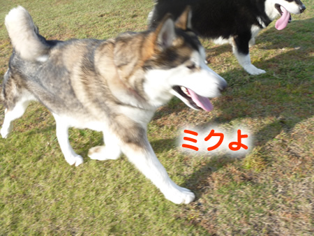 アラスカンマラミュート祭12.jpg