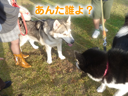 アラスカンマラミュート祭18.jpg