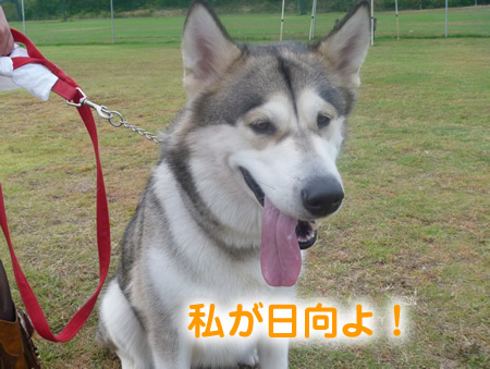 アラスカンマラミュート祭19.jpg