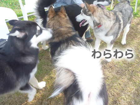 アラスカンマラミュート祭23.jpg
