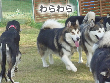 アラスカンマラミュート祭25.jpg