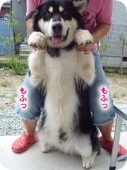 アラスカンマラミュート紹介180.jpg