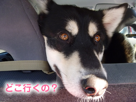 ウェリナ02.jpg