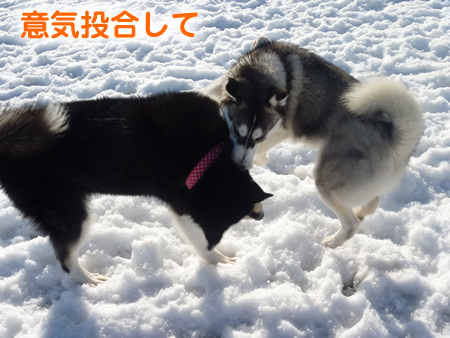 ウェリナ07.jpg