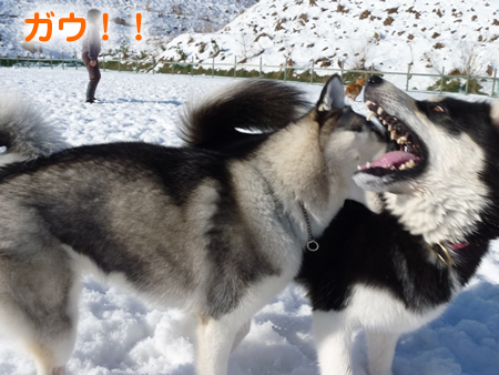 ウェリナ08.jpg