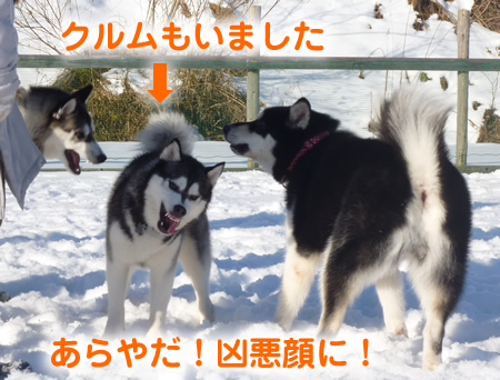 ウェリナ09.jpg
