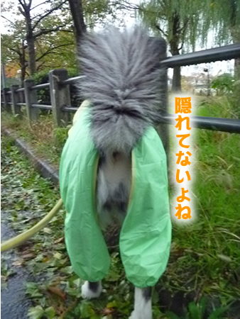 カッパ12.jpg