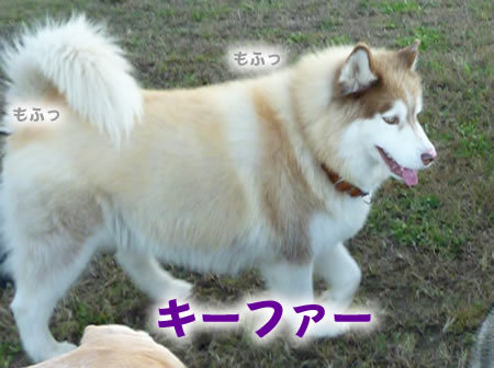 キーファー01.jpg