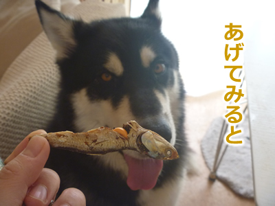 ケガハゲ13.jpg