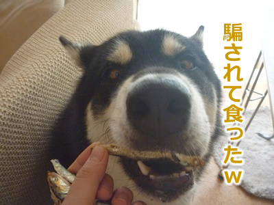 ケガハゲ14.jpg