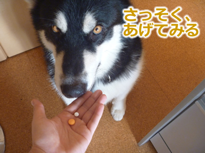 ケガハゲ4.jpg